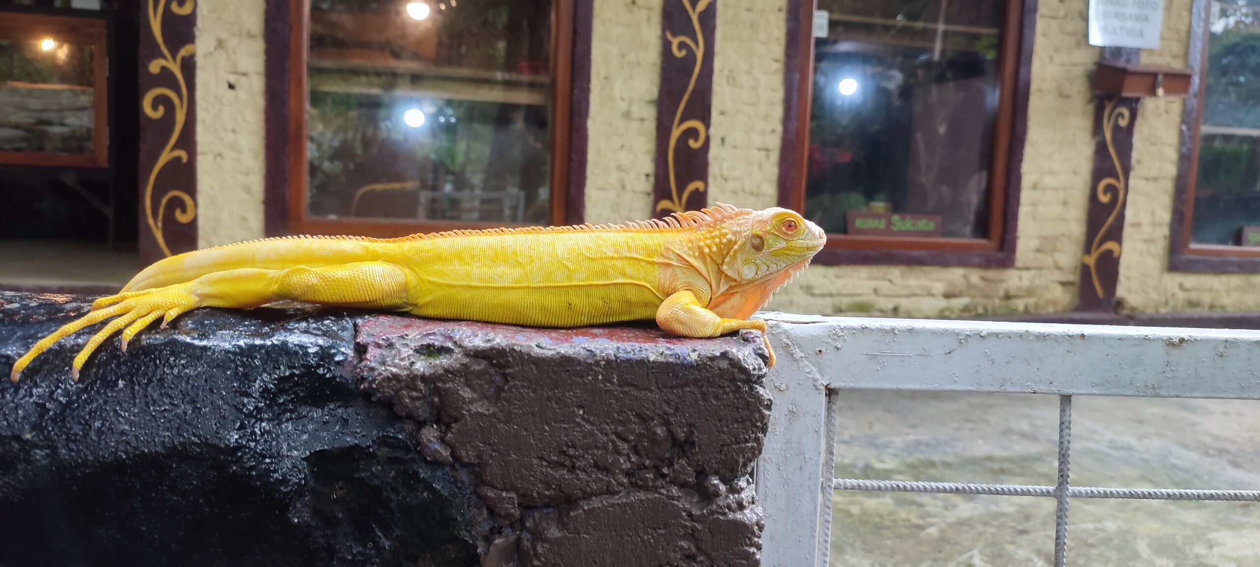 iguana albino