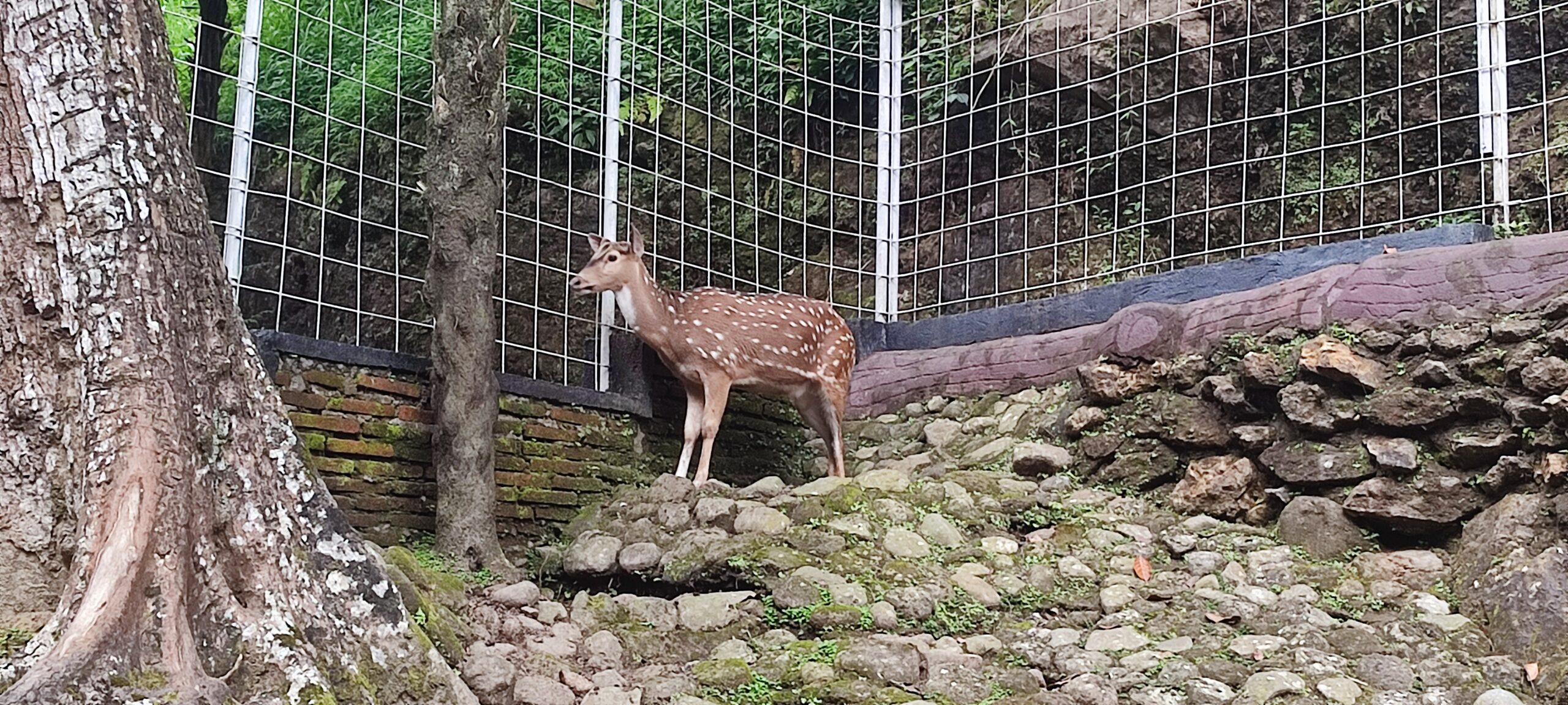 Rusa Totol India